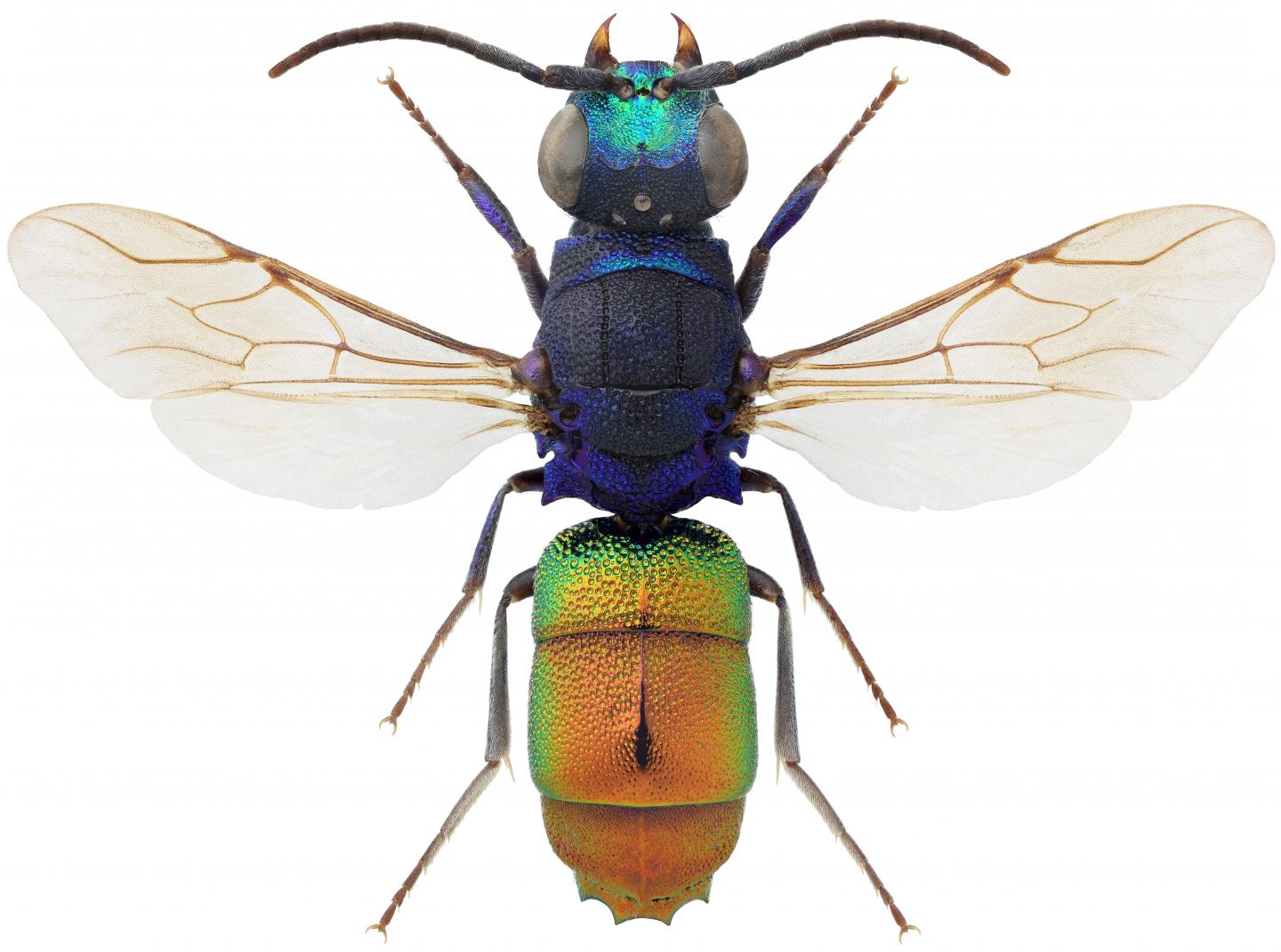 Seventy-Four Cuckoos In The Nest: A New Key To All North European Cuckoo Wasp Species