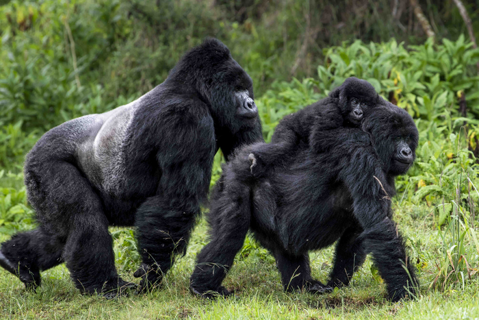 Mountain gorilla family in Rwanda
