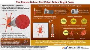 The red velvet mite Balaustium murorum (Prostigmata: Erythraeidae)