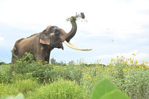 Elephant gorging