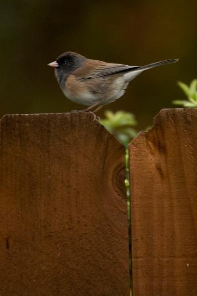 Dark-eyed Junco