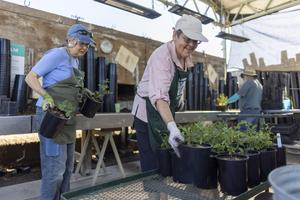 Senior volunteers at the UC Davis Arboretum Nursery