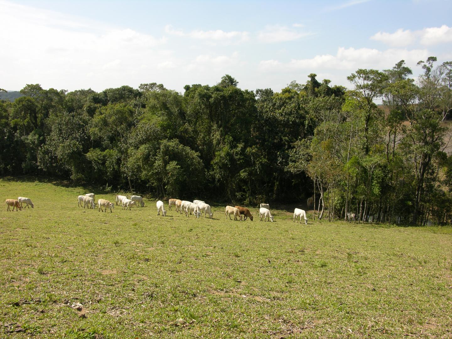 Bétail pâturant à l’orée d’un reste de forêt tropicale dans l’état de São Paulo au Brésil