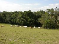 Cattle ranching at the edge of tropical forest remnants in the State of S&atilde;o Paulo, Brazil