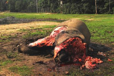 Dead Forest Elephant