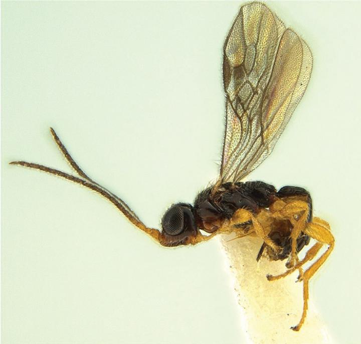 <i>Facitorus nasseri</i>