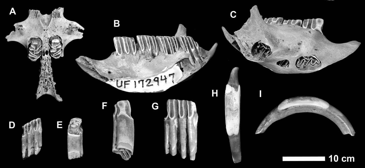 Capromyid or Hutia Fossils