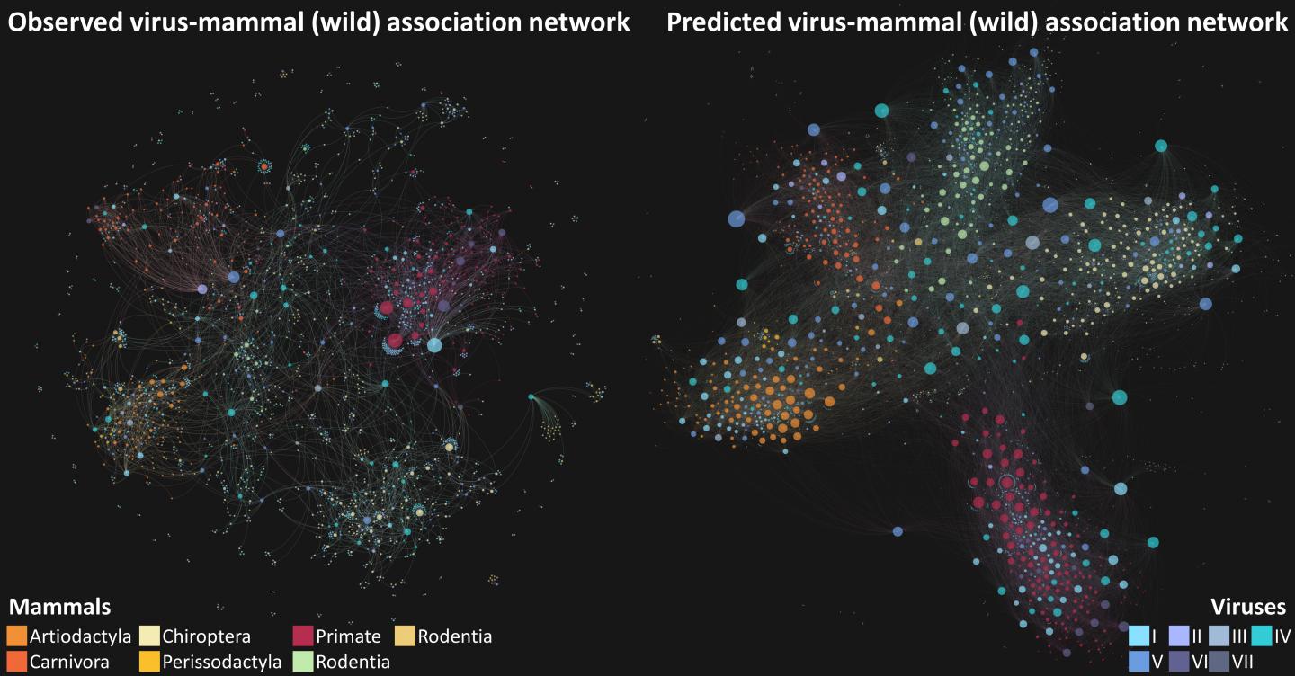 Predicted virus-mammal associations