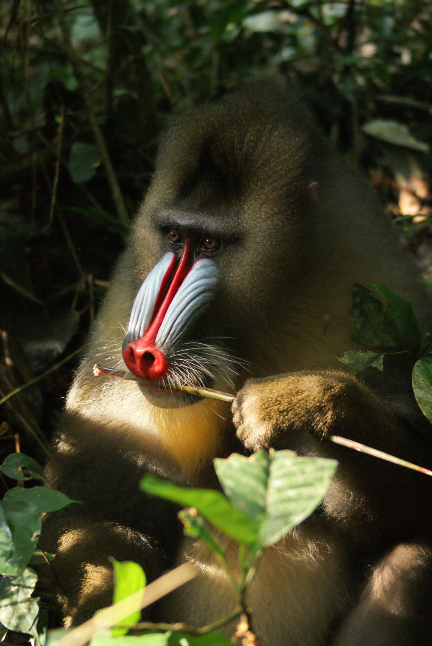 Mandrills Use Fecal Odor to Avoid Grooming Mandrills with Parasites (1 of 6)