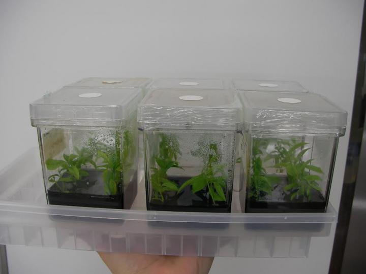 Restoring the American Chestnut