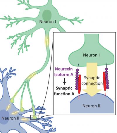 Neurexin