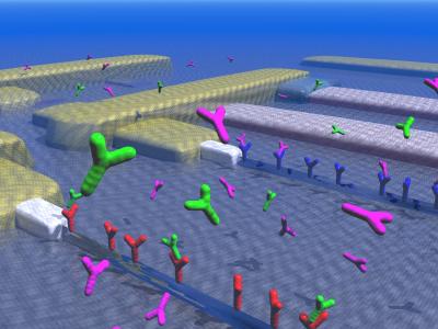 Schematic of Nanowire Sensors Operating in Solution