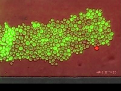 New Yeast Trick for Eating Favorite Food (2 of 2)