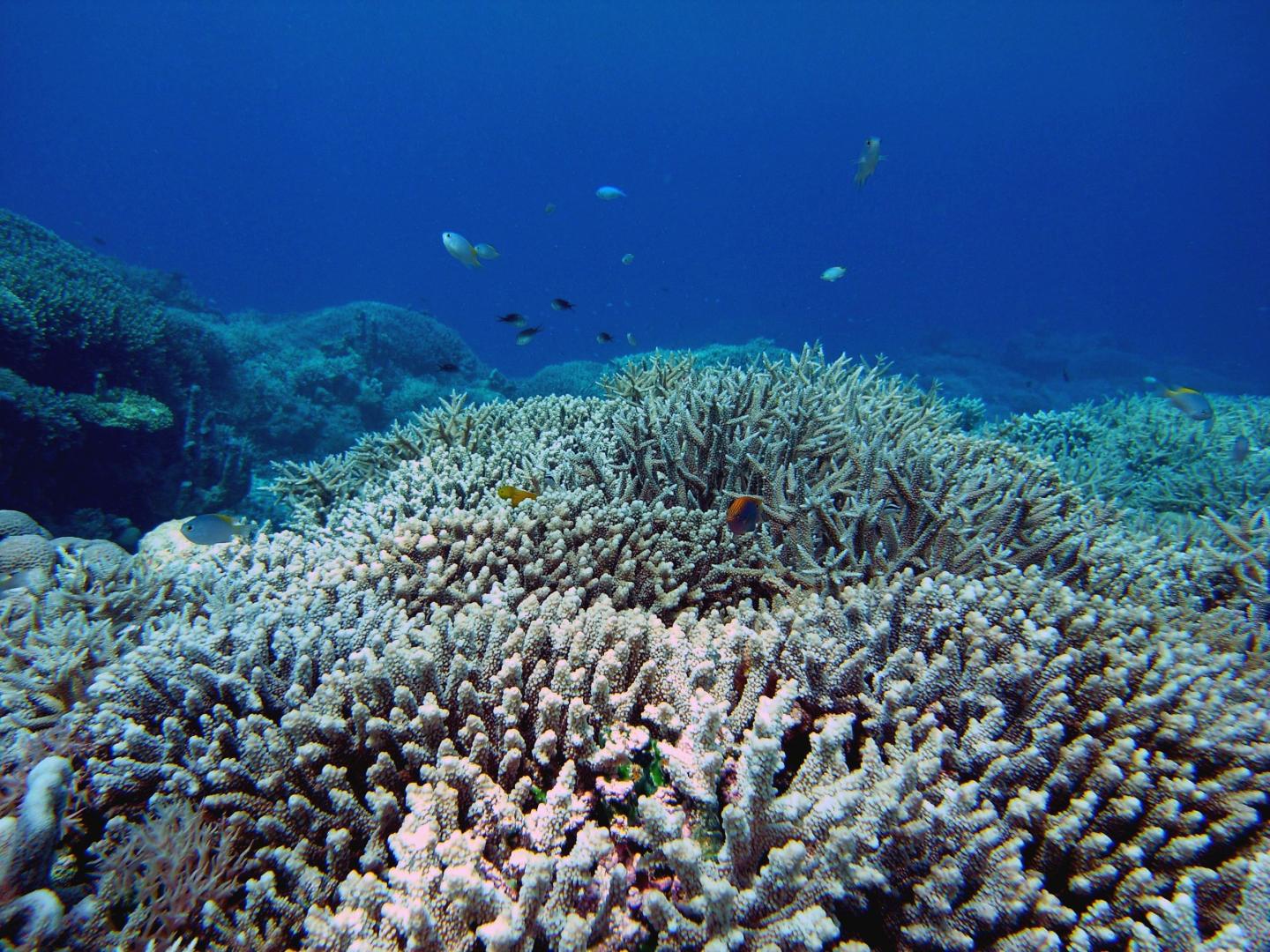 Scott Reef Photographed in 2010.