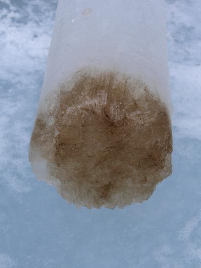 Ice Algae