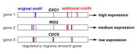 Position and combination of DNA-motifs decide the gene expression