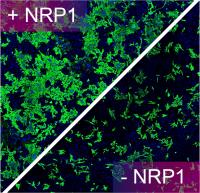 Neuropilin-1 (NRP1) is a host factor for SARS-CoV-2 infection
