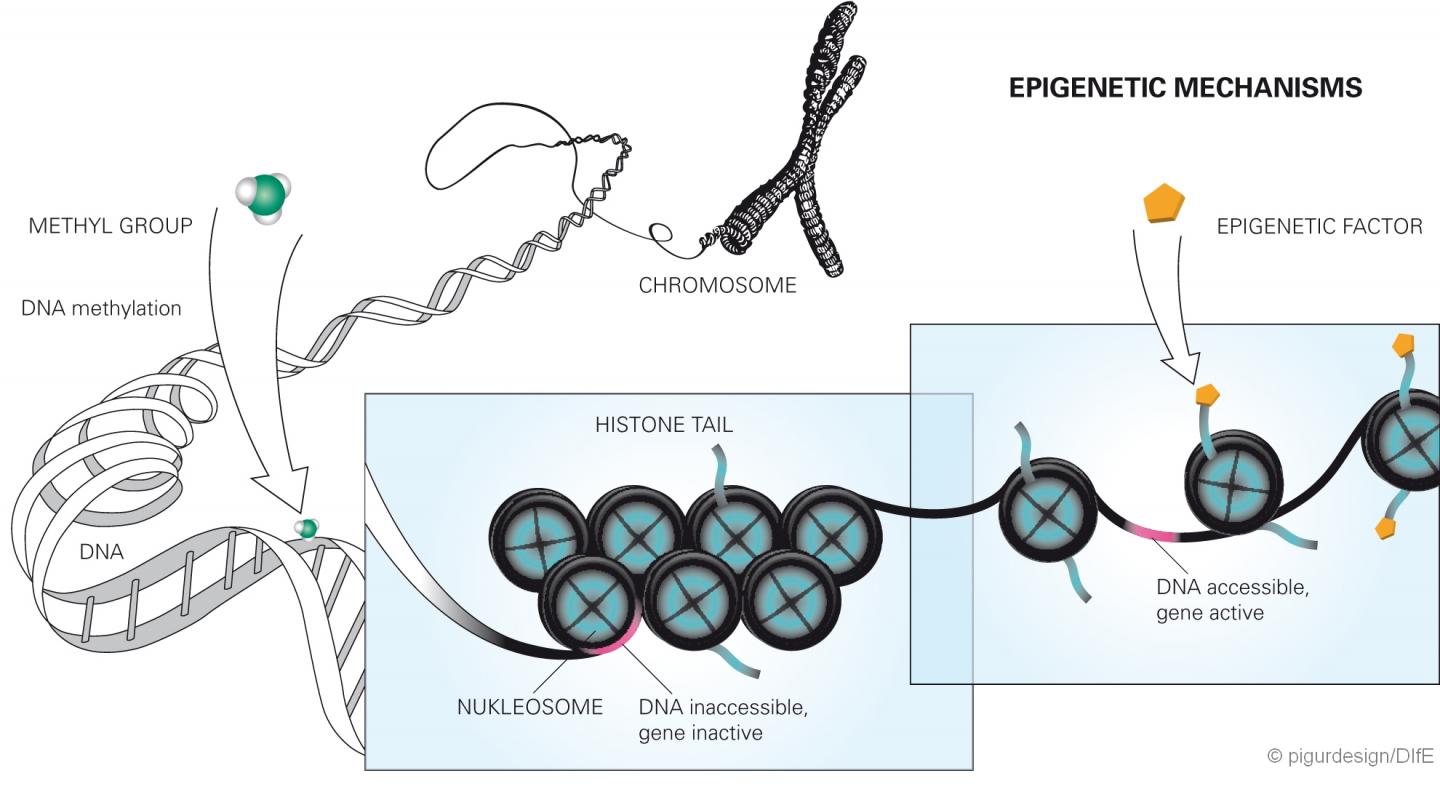 Epigenetic Mechanisms