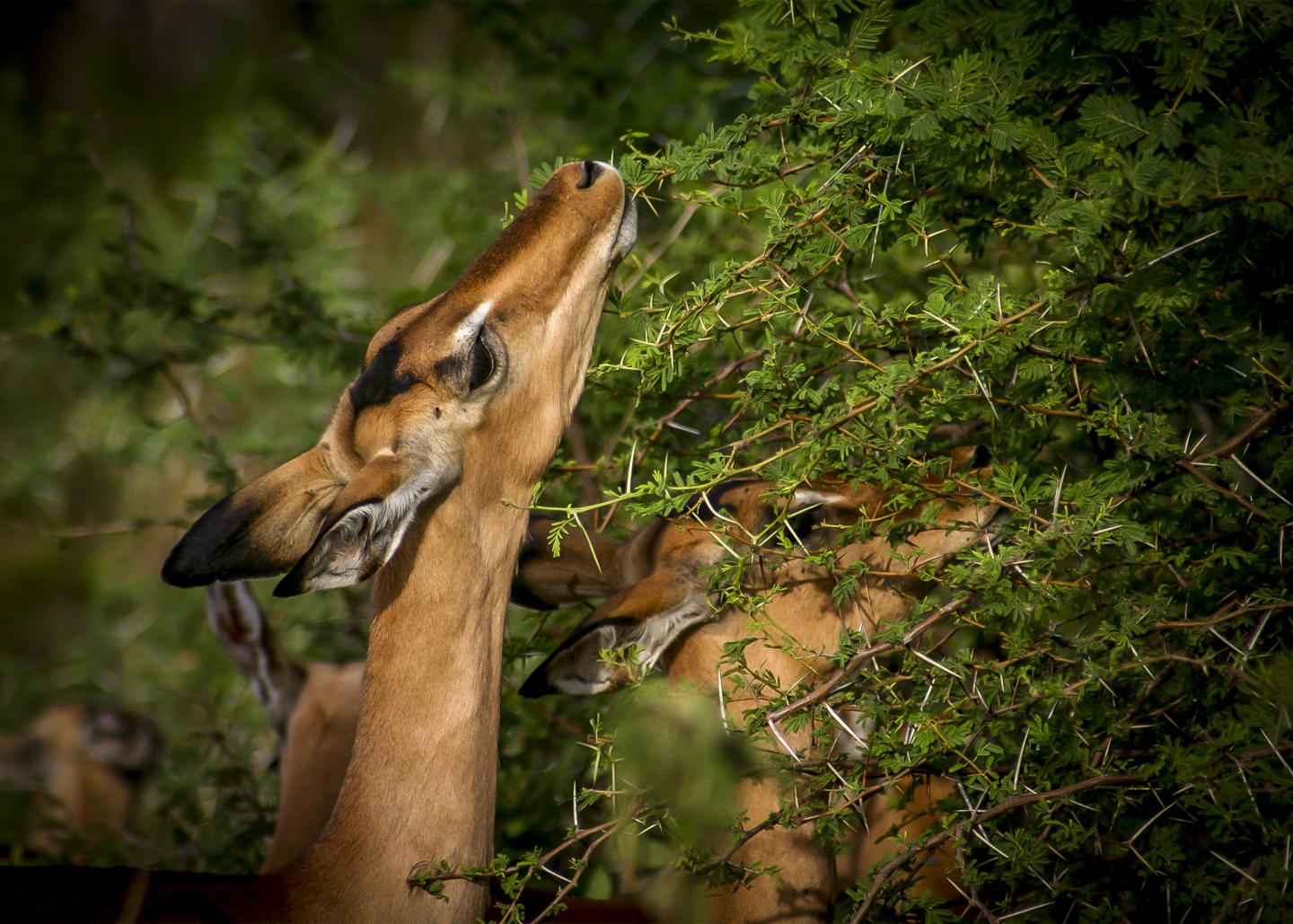 Impala Grazing