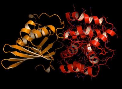 Orange Caroteinoid Protein