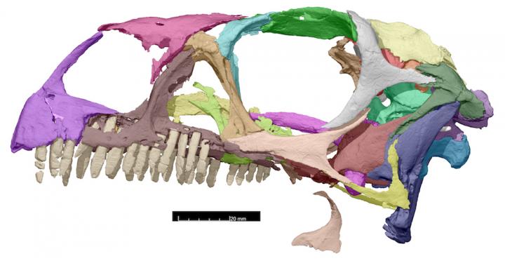Scan of <i>Massospondylus</i> Skull