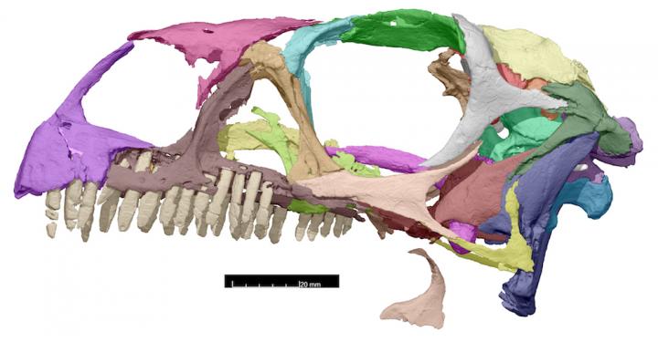 Scan of <i>Massospondylus</i> Skull