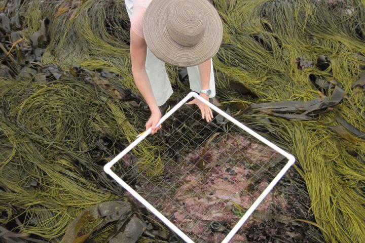 Algae survey