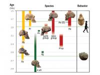 Diversity of Early Human Species and Behaviors