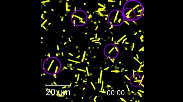Video Showing How Bacteria Change Their Shape