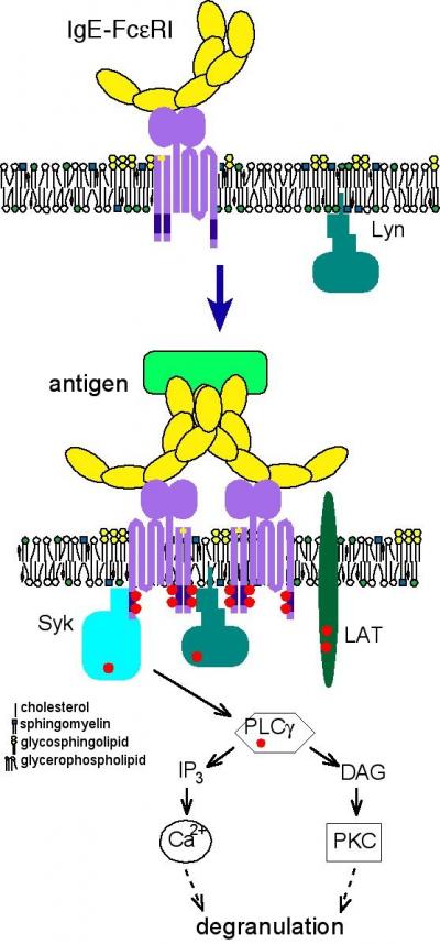 Antigen-mediated Cross-linking of IgE Receptors