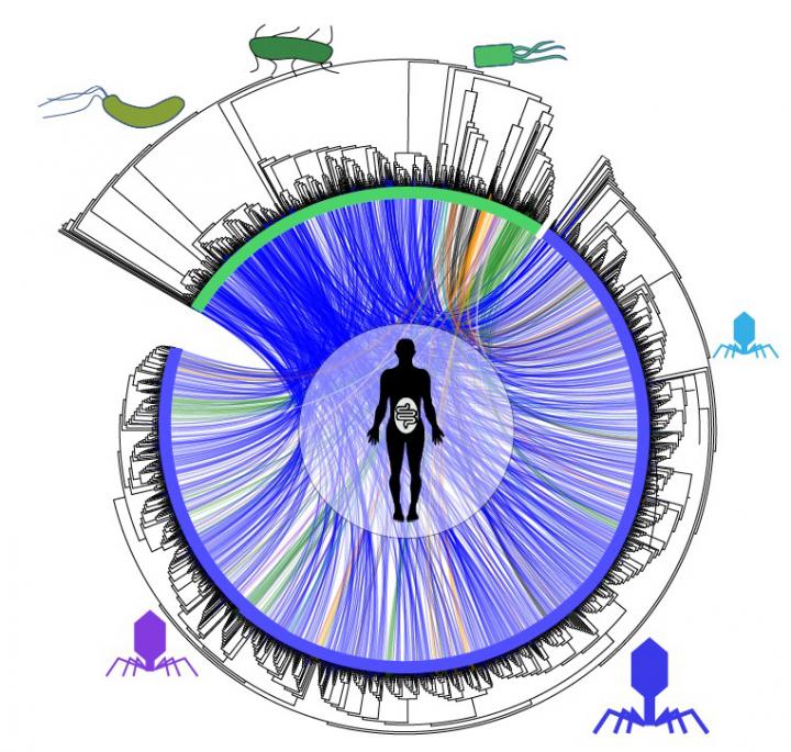 Bacteria and Viruses: a Network of Intestinal Relationships
