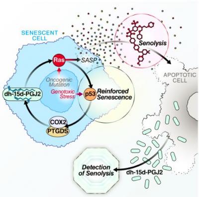 Graphical abstract