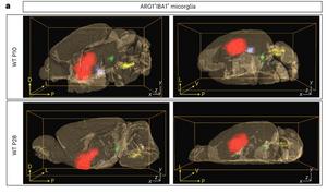 a, ARG1+ microglia are found in defined locations in the brain, forming clusters. The largest cluster is found in the BF/vStr (red cluster). Each dot corresponds to a single ARG1+IBA1+ cell (n = 1 animal)