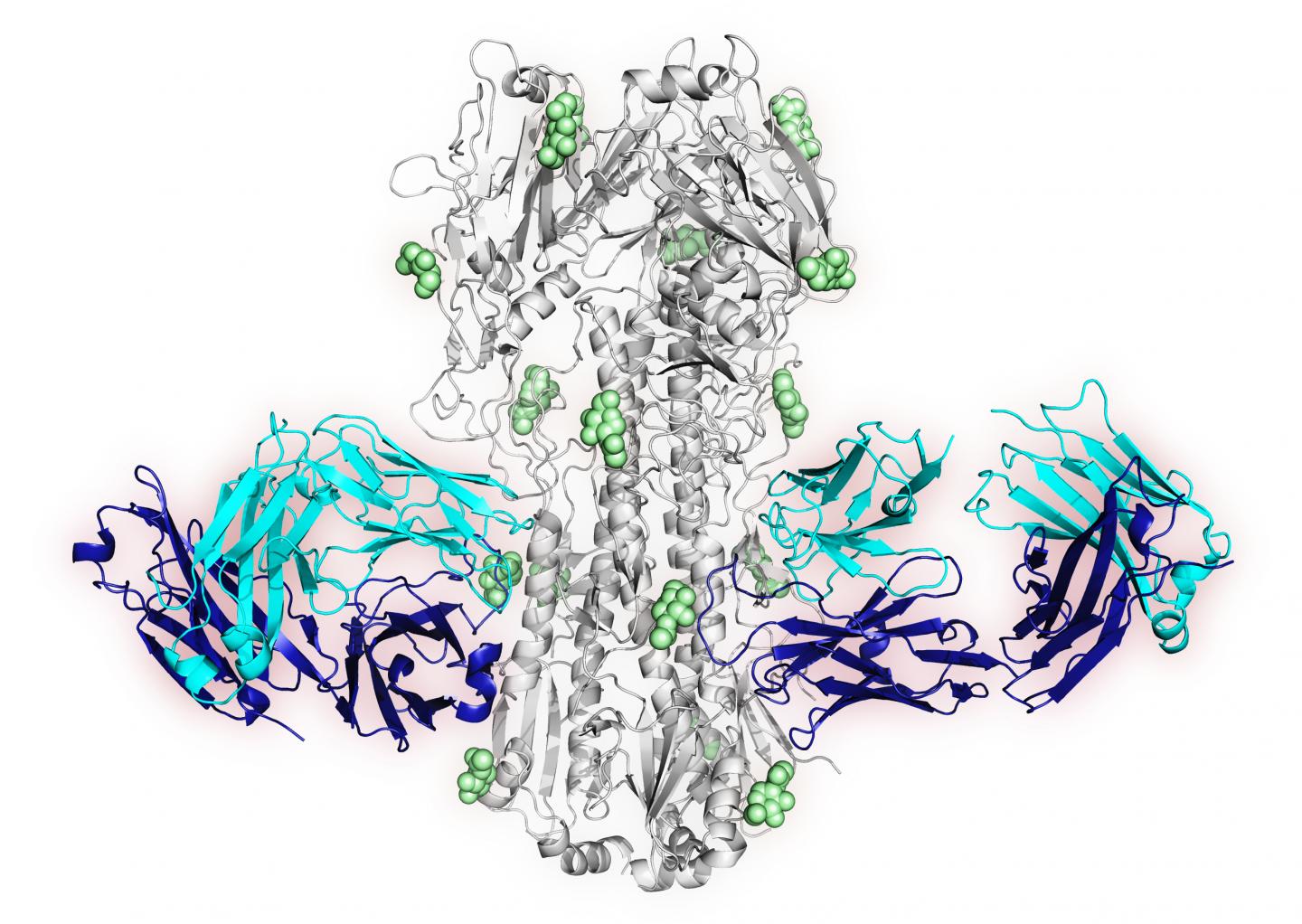 X-Ray Crystal Structure Image of One of the New Signature Antibodies