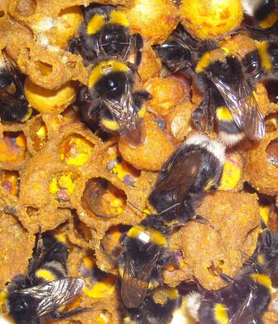 RFID Tagged Bumblebees (<I>Bombus terrestris</i>) in Their Nest
