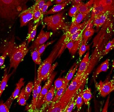 Immunohistochemical Imaging of Female Cells