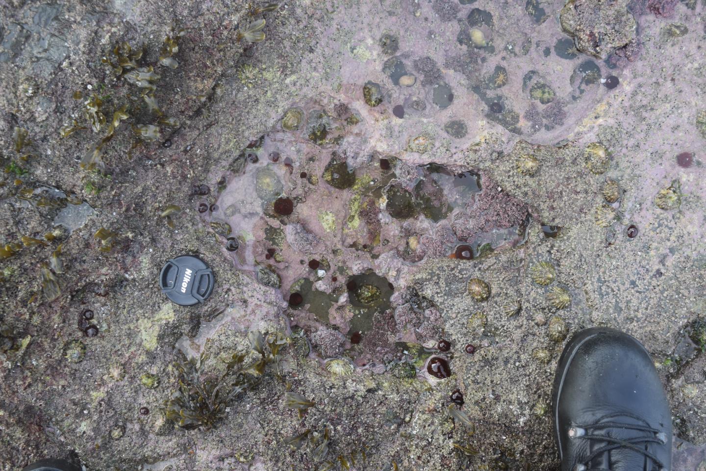 Footprint Made by a Theropod Dinosaur