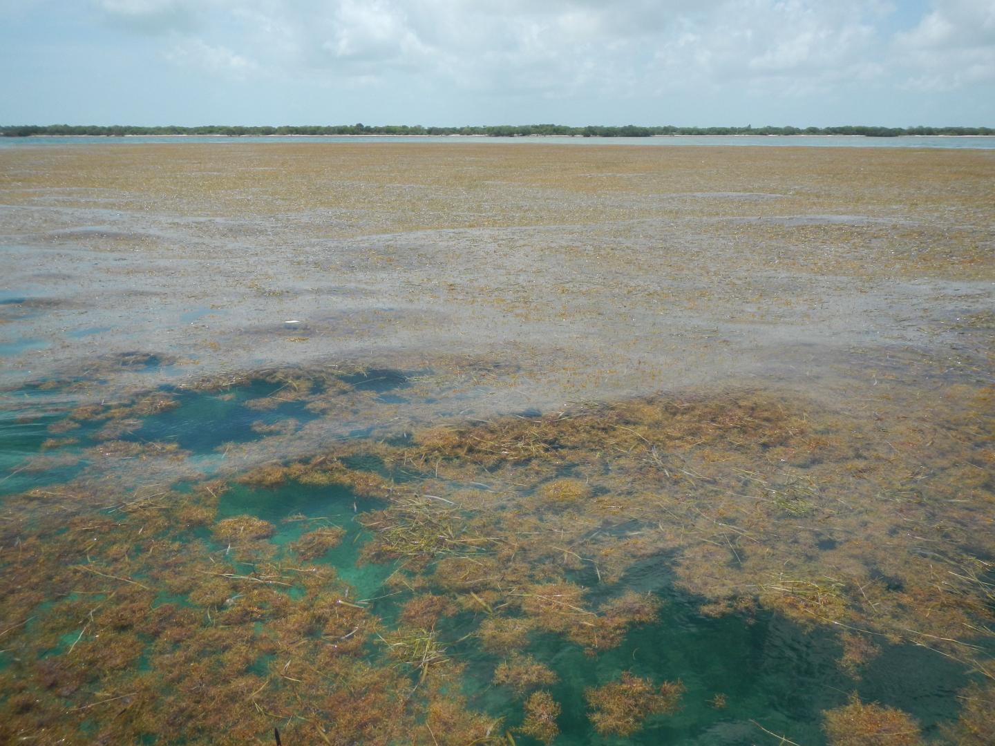 Sargassum off Big Pine Key in the Lower Florida Keys.