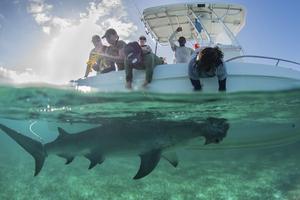 The team capture a great hammerhead shark