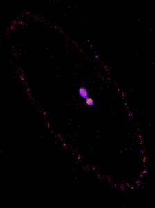 PLUTO AND CHARON "KISS-AND-CAPTURE"