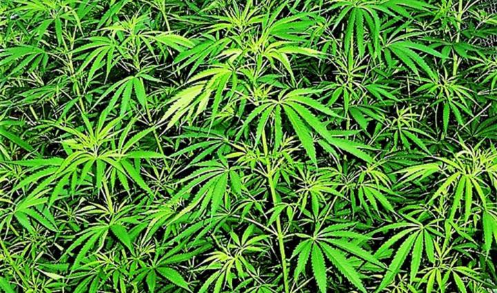 Cannabis, 'Spice' -- Better Think Twice