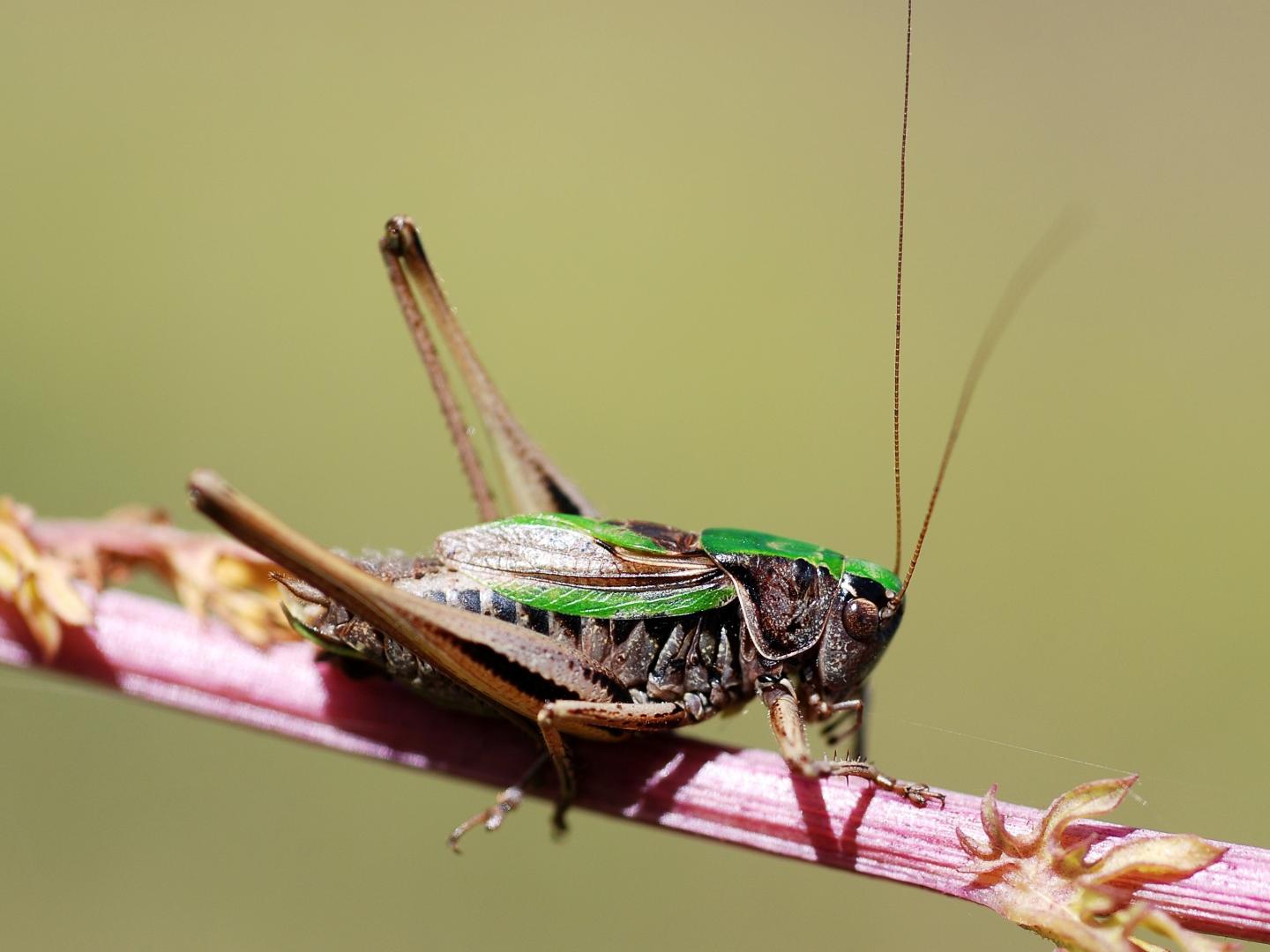 Bog Bush Cricket