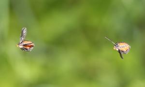 Swarming flies