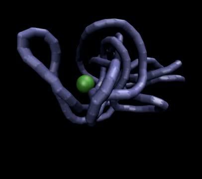 Simulation: Tense DNA Motion Transports Large Molecules