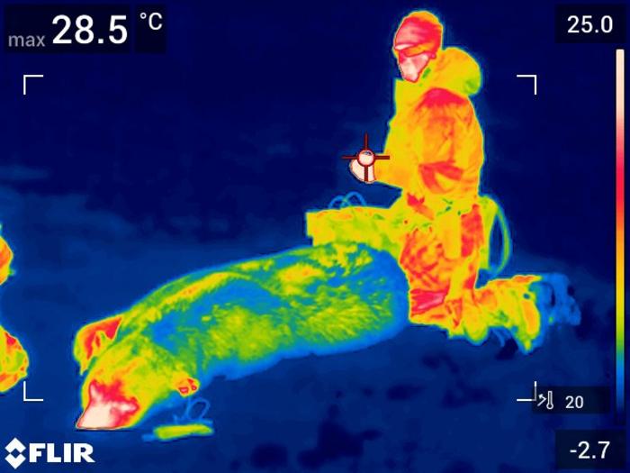 A polar bear's insulating fur shown under infrared heat imaging