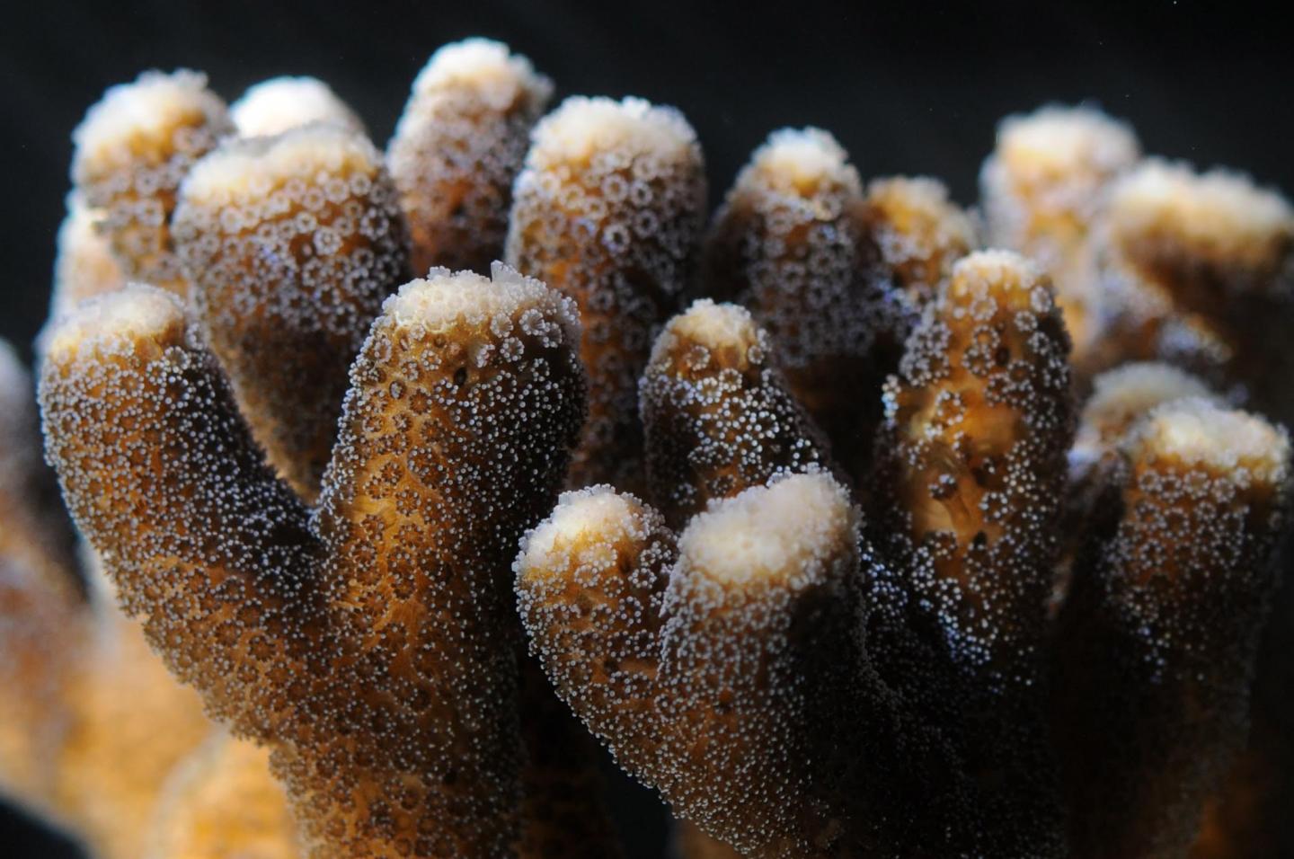 Coral Tricks for Adapting to Ocean Acidification 2
