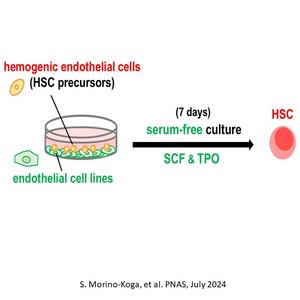 Serum-free culture for HSC induction from hemogenic endothelial cells