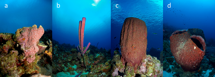 Different types of sponges in the ocean