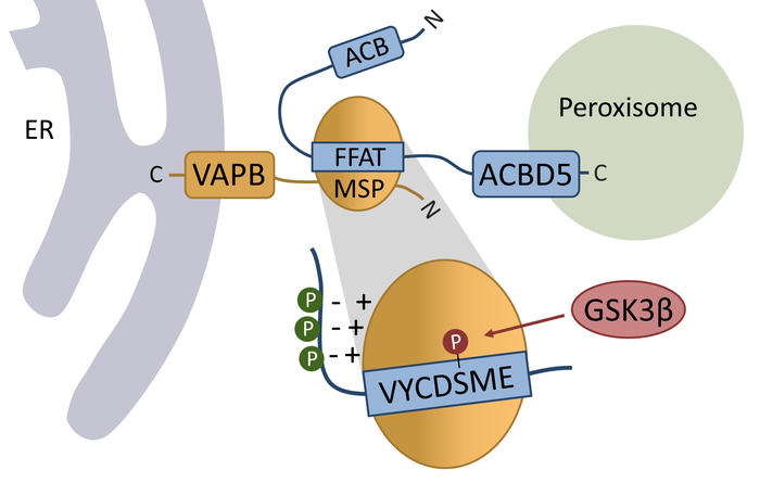 Phosphorylation of the ACBD5 FFAT domain regulates the interaction with VAPB and thus, peroxisome-ER interaction, differently