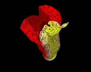 Computer Model of Growing Snapdragon flower